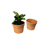 Pulpa para embalaje de plantas al por mayor
